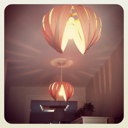 Noisette #2 / Chêne 